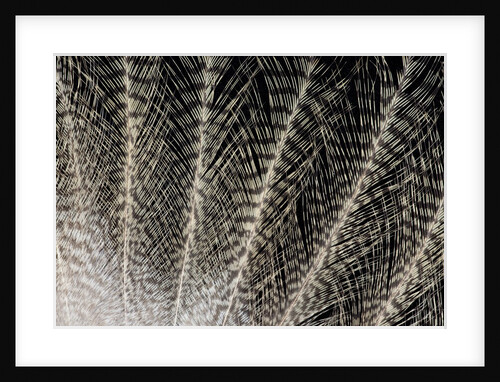 Feather design of Eurasion Eagle Owl by Anonymous