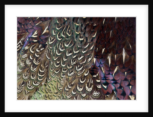 Back and wing colorful feather pattern of Ring-necked Pheasant by Anonymous