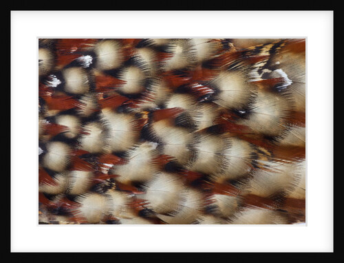 Cabotsd Tragopan back feather design by Anonymous