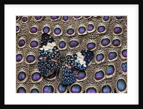 Starry night Butterfly Hamadryas arinome on Grey Peacock Pheasant wing feathers by Anonymous