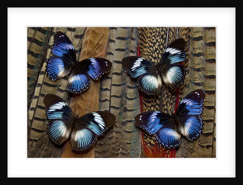 Hypolimas monteironis, the Black-tipped Diadem Butterflies on Pheasant Tail feathers by Anonymous