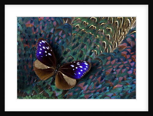 Striped Blue Crow Butterfly, Euploea Mulciber, on Ring-necked Pheasant Feathers by Anonymous