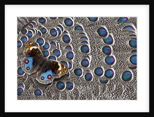Blue Pansy butterfly, Junonia orithya, on wing feathers of Grey Peacock Pheasant by Anonymous