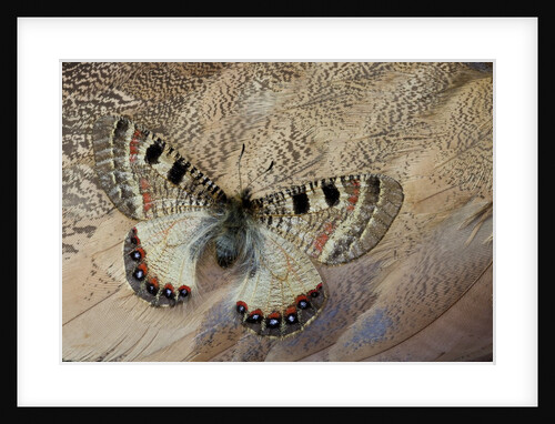False apollo butterfly, Archon apollinus, and Shoulder feathers of Senegal Buster by Anonymous