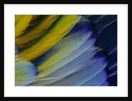Layering wing Pattern of Eastern Rosella by Anonymous