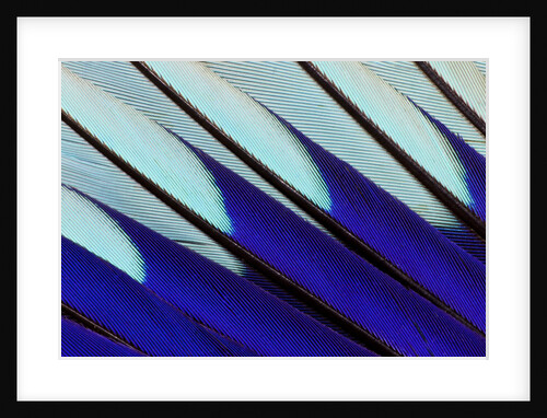 Wing pattern design of Blue-bellied Roller by Anonymous