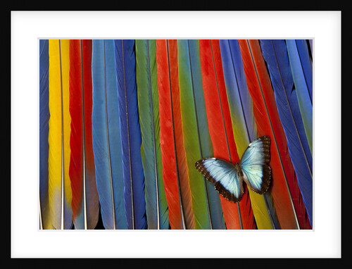 Blue Morpho butterfly Morpho peleides, on variety of Macaw tail feathers by Anonymous