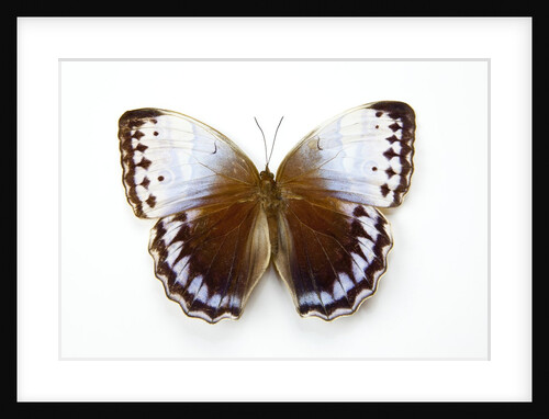 Chocolate Jungle Queen Butterfly Stichopthalma camadeva against white background by Anonymous