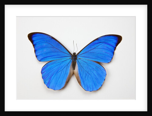 Blue Morpho, Morpho anaxibia from Brazil by Anonymous