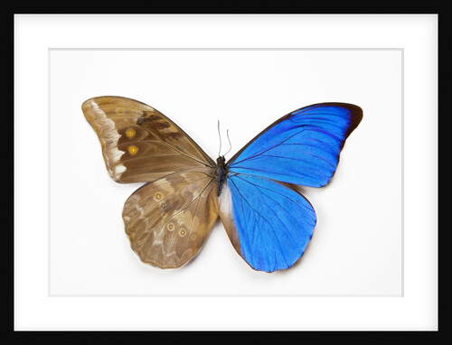 Blue Morpho, Morpho anaxibia from Brazil, comparison half topside other half bottom side by Anonymous