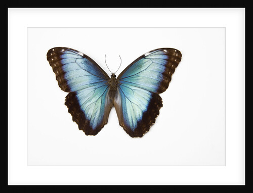Blue Morpho against white background by Anonymous