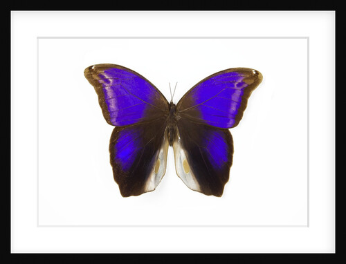 Owl Butterfly in Brassolidae family Eryphanis aesacus from El Salvador by Anonymous