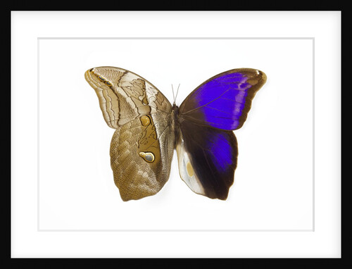Owl Butterfly in Brassolidae family Eryphanis aesacus from El Salvador by Anonymous
