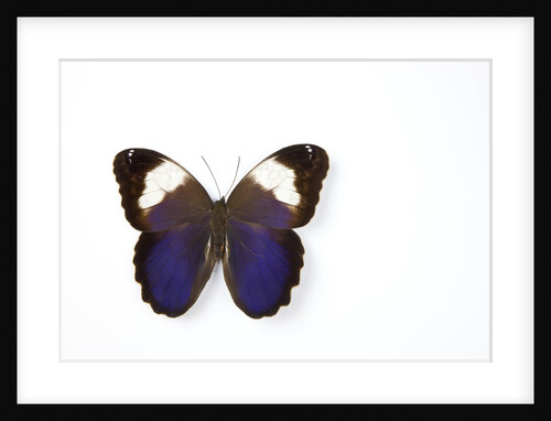 Owl Butterfly, Caligo martia from Argentina study against white background, photography Sammamish, W by Anonymous