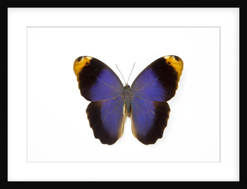 Owl Butterfly, Caligo atreus from Columbia study on white background by Anonymous