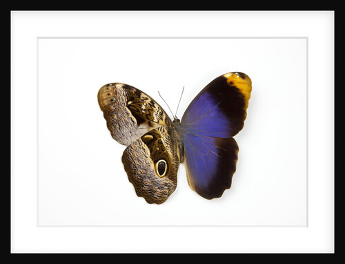 Owl Butterfly, Caligo atreus from Columbia showing half top side & other bottom camo by Anonymous