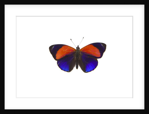Dotted Glory Butterfly Asterope markii from South America study on White by Anonymous