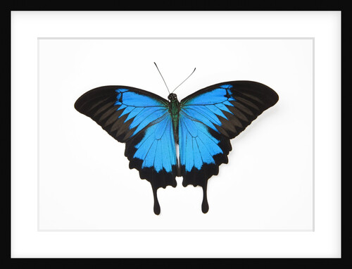 Mountain Blue Swallowtail Butterfly from Australia, Papilio Uysses, male study against white backgro by Anonymous