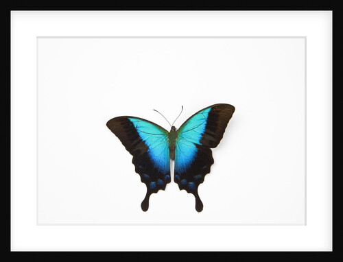 Azure Swallowtail butterfly, Papilio pericles in its beautiful blue by Anonymous