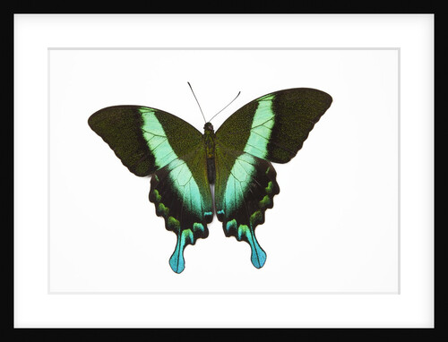 Peacock swallowtailed butterfly Papilio blumei study against white background by Anonymous