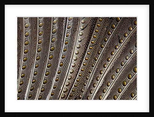 The beautiful wing feathers of Argus Phesant by Anonymous
