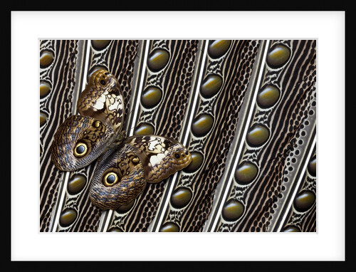 Owl Butterfly, Caligo from South American on Spotted Wing Feather of Argus Phesant by Anonymous