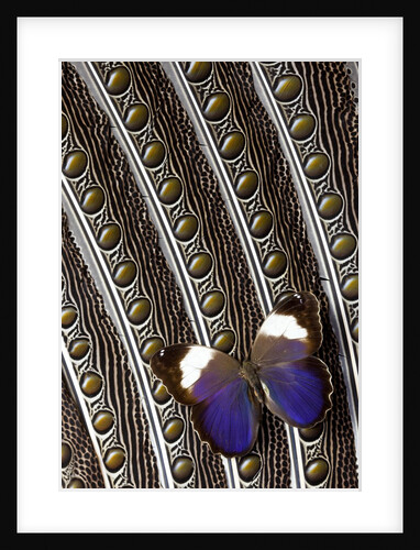 Owl Butterfly from Argentina on Wing Feathers of Argus Pheasant by Anonymous