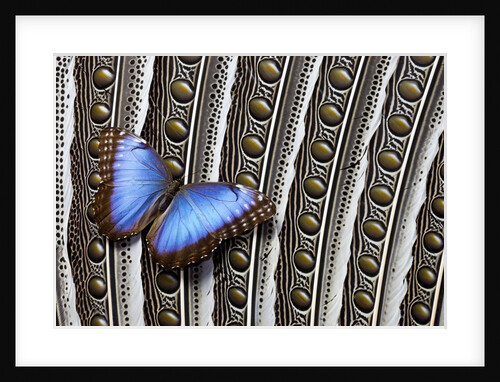 Blue Morpho on Wing Feathers of Argus Pheasant by Anonymous