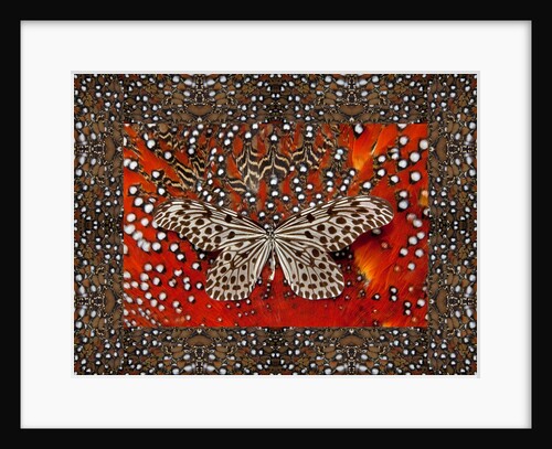Paper kite and back feathers of Tragopan Temminck's by Anonymous