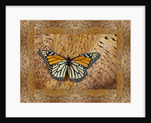 Monarch Butterfly resting on back feathers of Tan variation Ring-necked Pheasant by Anonymous