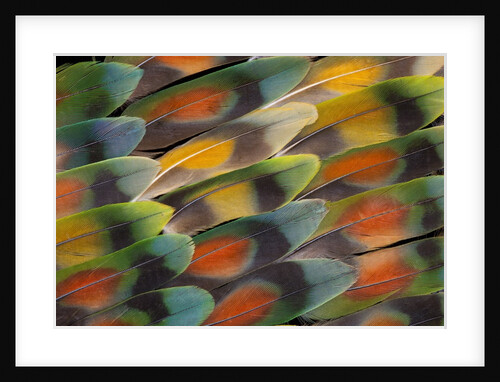 Tail feather design and pattern of many varities of Lovebirds by Anonymous