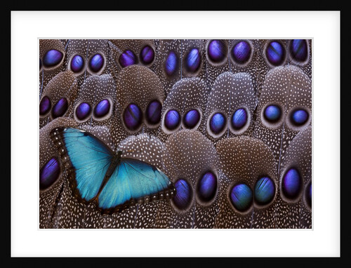 Blue Morpho resting on tail feather design of the Grey's Peacock Pheasant by Anonymous