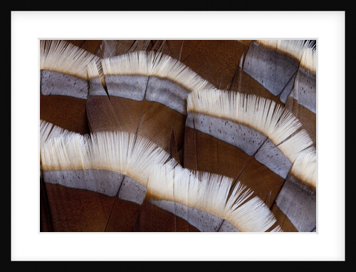 Tail feather design of Lavender Turkey by Anonymous