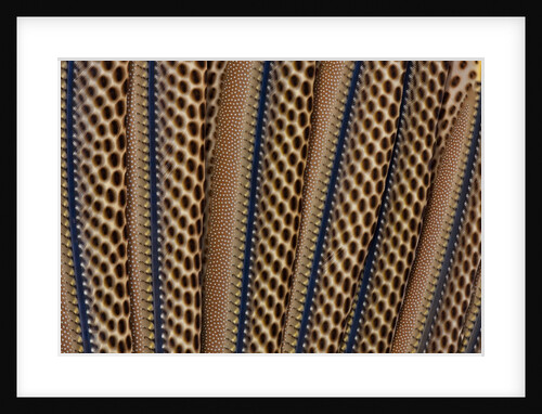 The beautiful wing feathers of Argus Phesant by Anonymous