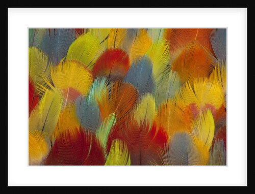 Multi-colored feathers from a variety of parrots by Anonymous