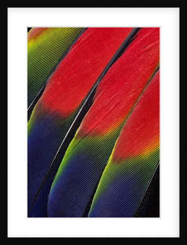Main central wing feathers of Amazon Parrot by Anonymous