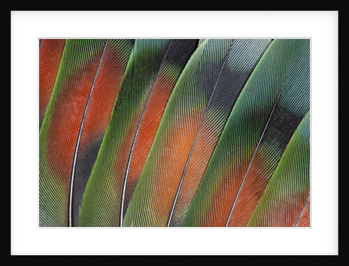 Tail feathers fanned out Lovebird by Anonymous