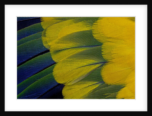 Fanned out wing feathers in blue, green and yellow of Sun Conure by Anonymous