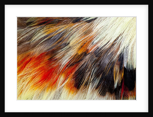 Colorful feathers of Collared Aracari by Anonymous