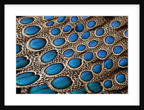 Malay Peacock Pheasant both tail and wing feathers layered in feather design with blue spots on disp by Anonymous