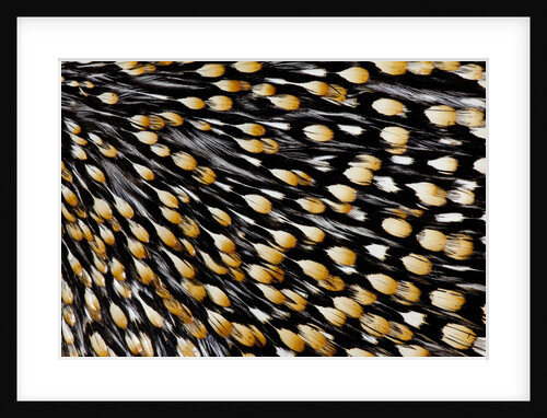 Key feather for fly tying the Jungle Cock by Anonymous
