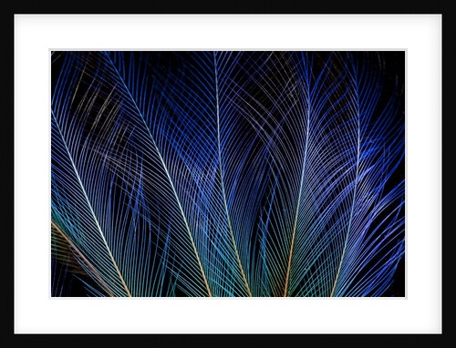 Display feathers of Blue Bird of Paradise by Anonymous