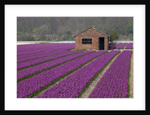 Brick Shed in growing field of Hyacinths, springtime near Lisse Netherlands by Anonymous