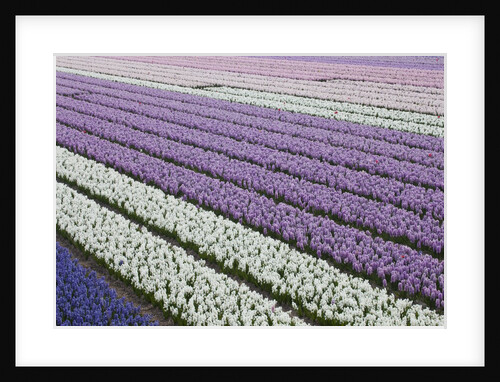 Rows of colorful Hyacinths grown as crop in Lisse, Netherlands (Holland) by Anonymous