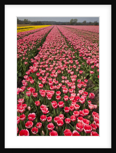 Tulip fields springtime in and around Lisse, Netherlands by Anonymous