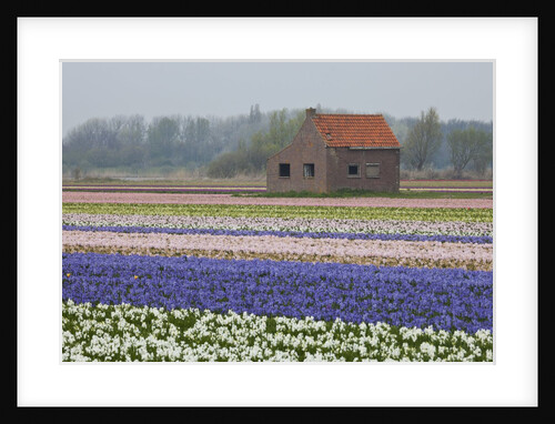 Brick Shed in growing field of Hyacinths, springtime near Lisse Netherlands by Anonymous