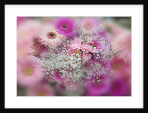 Gerber Daisy arrangement with selective focus by Anonymous
