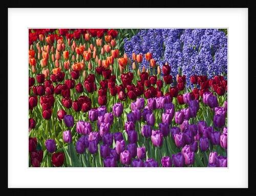 Keukenhof Gardens near Lisse in springtime bloom by Anonymous