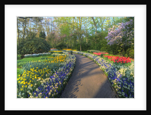 Springtime colors and pathway in Kuekenhof gardens with Hyacinths, Daffodils, Tulips Holland (Nether by Anonymous