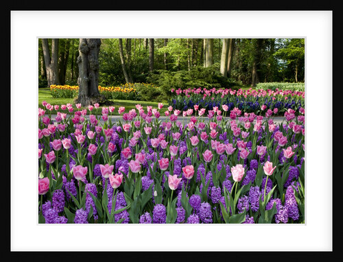 Keukenhof Gardens near Lisse in springtime bloom by Anonymous
